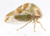 Live specimen on Cyrtolobus woodruffi Ball, 1932: (Observation).