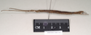 CollectionObject 1559898; a25aa4aa-df00-4d2f-b272-359342b3b395: copyright Natural History Museum, London. female, lateral view (paratype). (CollectionObject).