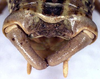 Zichya alashanica Bey-Bienko, 1951: male cerci (paratype). (Otu).