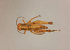 CollectionObject 1518877; 1259db5d-cf03-4a41-ba2c-85856947651e: female, dorsal view (holotype). (CollectionObject).