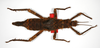CollectionObject 1558871; da7e1470-206d-4894-be42-ea08a16f2f4d: copyright ZMB, Berlin. female, dorsal view (syntype). (CollectionObject).