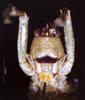 CollectionObject 1532848; b7348b81-d669-4f69-ab3d-4705a83334e4: female, frontal view (paralectotype). (CollectionObject).