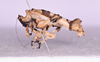 CollectionObject 1544707; UDBC<IH> MUD 046 ORT, dbf5e890-6786-4fe1-a701-a6edb7b4db4d: female, body lateral view (paratype). (CollectionObject).
