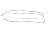 Pseudomitraria pontificalis (Rehn, 1904): Pl. 4, Fig. 5 (after paratype). female, cephalic aspect of median femur. (Otu).