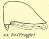 Habitus, lateral view on Archasia belfragei Stål, 1870: (Observation).