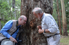 Acrophylla cookorum Brock & Coupland, 2022: copyright Helen Brock. Paul Brock and Geoff Monteith with the female holotype, presumably fallen low down following storms. Queensland, Springbrook, Apple Tree Park. (Otu).