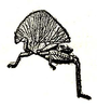 Afrolarcus aequalis (Karsch, 1890): Fig. 1. male (body length 15.3 mm, pronotum 14.6). (Otu).