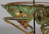 CollectionObject 1522239; 4c2d3553-bc57-408f-81ec-c4133d1b974d: male head and pronotum, lateral view (holotype). (CollectionObject).