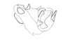 Tropidostethus angusticollis (Blanchard, 1851): Fig. 172. phallic complex, lateral view. (Otu).