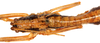 CollectionObject 1499689; f835e592-4f57-4113-87f6-ecb5a3593f73: male, dorsal view. (CollectionObject).