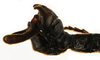 CollectionObject 1572806; 27f4bb09-c35e-4ed2-9b37-4c4710b4f5b0: copyright MNHN, Paris. male: end of abdomen, lateral view (holotype). (CollectionObject).