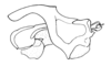 Zygoclistron trachystictum Rehn, 1905: Fig. 60. cingulum and endophallus, lateral view. (Otu).