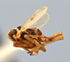 Habitus, lateral view on Elachodelphax (Aschedelphax) borealis Hamilton, 2002: (Observation).