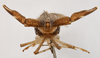 Head: !! display not done !! on Copicerus irroratus Swartz, 1802: (Observation).
