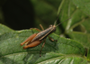 Reyesacris amedegnatoae Fontana, Buzzetti & Mariño-Pérez, 2011: male. (Otu).