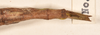 CollectionObject 1557052; b05ff683-8c60-4212-aaa3-e99ec2ddf0cd: copyright OUMNH. female: end of abdomen, dorsal view of Phasma (Diura) japetus (holotype). (CollectionObject).
