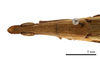 CollectionObject 1538215; c9cc2101-506e-4158-abe6-879d12152ad3: male head and pronotum, dorsal view (holotype of Acrida bara). (CollectionObject).