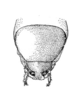 CollectionObject 1521547; 69eb0aa1-2803-40e5-b197-5395c33481ff: Fig. 29 (after male type). male abdomen tip, dorsal view (Gryllacris larvata). (CollectionObject).;CollectionObject 1521548; f5880b39-2ae9-4037-97c3-cd374d7075f0: Fig. 29 (after male type). male abdomen tip, dorsal view (Gryllacris larvata). (CollectionObject).
