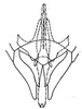 Subgenital plate: !! display not done !! on Polyamia (Copolyamia) obtecta (Osborn & Ball, 1898): genital capsule, ventrally. (Observation).