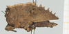CollectionObject 1518022; d9072137-f516-4646-82bd-56b25b4ca522, NHMUK10924418: female, lateral view (holotype). (CollectionObject).