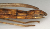 CollectionObject 1557219; NMW 958, ec1a6b06-65fb-4541-ad41-0b6c68f6925e: copyright NMW, Vienna. female: end of abdomen, lateral view (holotype). (CollectionObject).