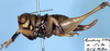 CollectionObject 1516934; 286cd16d-1263-493f-89f3-f5fb86f6a2f7: female, lateral view (holotype of Mortoniellus chopardi). (CollectionObject).