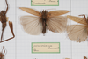 CollectionObject 1505753; b92c13b8-ff18-43fb-8d0d-5883deb1eff0: male, on drawer (holotype). (CollectionObject).
