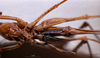 CollectionObject 1503249; 1479bc89-9032-406b-980a-caf525acbf8e: female, ventral view. (CollectionObject).