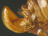 CollectionObject 1564887; c977f5de-ad7a-499b-9a7c-83c78d4efb4d: female abdominal apex, lateral view (paratype). (CollectionObject).