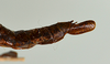 CollectionObject 1562883; 07a05f10-9ddd-49bc-b48d-3ab79eddfc10: copyright USNM, Washington. (CollectionObject).