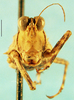 CollectionObject 1505144; 099782ce-e3b3-4f9e-abb1-97a1d4a9c195, DORSA D028XM03: male, frontal view (paratype). (CollectionObject).