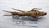 CollectionObject 1576541; b1a42bd8-728d-4f5b-a1fb-5c13fa862864: copyright Francis Seow-Choen. female, dorsal view (paratype). (CollectionObject).;CollectionObject 1576542; 858714cd-5e55-4f98-8a9c-4a0930e48f13: copyright Francis Seow-Choen. female, dorsal view (paratype). (CollectionObject).