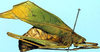 Tetraconcha fenestrata Karsch, 1890: female, lateral view (Cameroon, Victoria). (Otu).