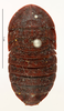 CollectionObject 1587374; MNHN(SF IMPORT DUPLICATE) MNHN-EP-EP1963, b062e1ce-3f14-4386-a8b6-ece741244464: CC BY-NC-ND 4.0/MNHN - Depraetere Marion - 2014. Non type, female. Specimen number: MNHN-EP-EP1963. http://coldb.mnhn.fr/catalognumber/mnhn/ep/ep1963. (CollectionObject).