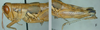 Melanoplus desultorius Rehn, 1907: female. (Otu).