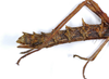 CollectionObject 1560941; fa6ef938-9022-4829-ad22-ac81f8398e79: copyright MNCN, Madrid. female: end of abdomen, lateral view of synonym Cnipsus laeviventris (holotype). (CollectionObject).