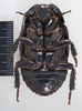 CollectionObject 1553304; 214866dd-3f11-4d59-89e5-e69be136384c: Copyright Natural History Museum, London. Adult male, ventral. (CollectionObject).