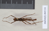 Ommatopseudes harmani (Brock, 1995): copyright Natural History Museum, London. male (paratype). (Otu).