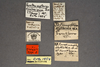 CollectionObject 1573443; MVMA T 4447, d0806462-f69f-4eae-ae6a-08b602f6450c: Copyright Museum Victoria / CC BY. Lectotype, male, labels. (CollectionObject).