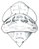 Head: !! display not done !! on Prescottia Ball, 1932: Prescottia lobata, head, pronotum, and mesonotum, dorsally. (Observation).