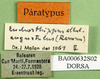 CollectionObject 1502016; 28d409fe-f0de-421a-b265-bd4154c16f29: labels (paratype). (CollectionObject).