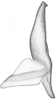 Stylus: !! display not done !! on Driotura gammaroides (Van Duzee, 1894): from USA, Illinois; median view. (Observation).