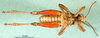 CollectionObject 1501308; 55098bdc-770b-4714-92b2-4bb5f70d5296, DORSA BA000872S01: male, ventral view (holotype). (CollectionObject).