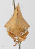 Head: !! display not done !! on Telamona extrema Ball, 1903: (Observation).