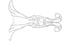 Dichroplus mantiqueirae Ronderos, Carbonell & Mesa, 1968: Fig. 108. endophallus, dorsal view. (Otu).