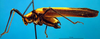 CollectionObject 1500589; 77363a4d-0dfb-4569-bed8-b35556572544, DORSA BTprograHTM: male, lateral view (holotype). (CollectionObject).