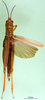 CollectionObject 1502206; 45c5d091-0a41-44af-af3c-41ac740d4d87: female, dorsal view (paratype). (CollectionObject).