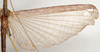 CollectionObject 1562186; a63acc98-9c60-4a9c-8f85-f0067c7ff579: copyright Natural History Museum, London. male, hindwing (syntype). (CollectionObject).