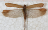 CollectionObject 1565817; 9f55c614-6209-42b8-a11b-599b19daa01a: female, dorsal view (syntype). (CollectionObject).
