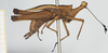 CollectionObject 1517897; ad9f2a00-e5dc-48ae-a87b-1ca3b54a9626, NHMUK10924424: female, lateral view (holotype). (CollectionObject).